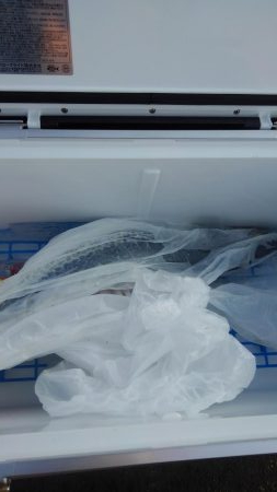 今年初一匹ゲットです！