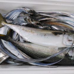泉州丸　釣果