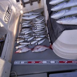 遊漁船SOUTH　10/14釣果