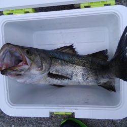 ちぬ狙いが、、、