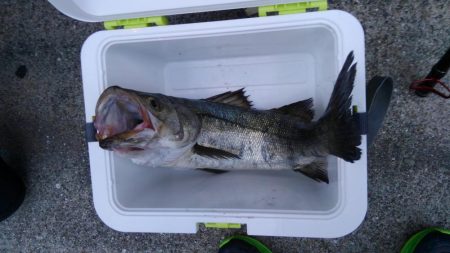 ちぬ狙いが、、、