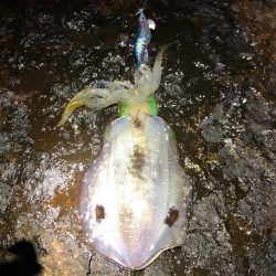 2020 佐渡ヶ島エギング 21回目