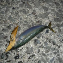 久しぶりのLSJするも不発;;