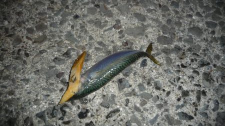 久しぶりのLSJするも不発;;