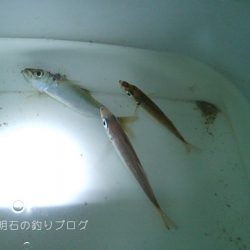 サビキと紀州釣りとイカ釣りと