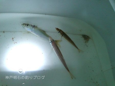 サビキと紀州釣りとイカ釣りと