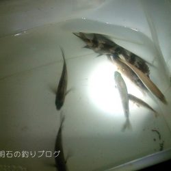 小物釣り
