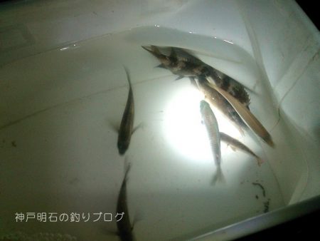 小物釣り