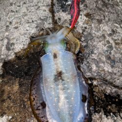 中秋の名月を見ながら