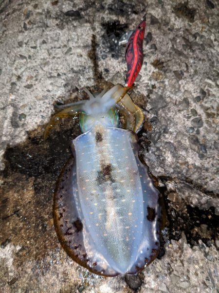 中秋の名月を見ながら