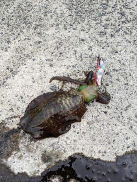 日本海エギング