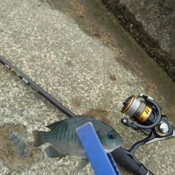 ジグたんゲーム十目！