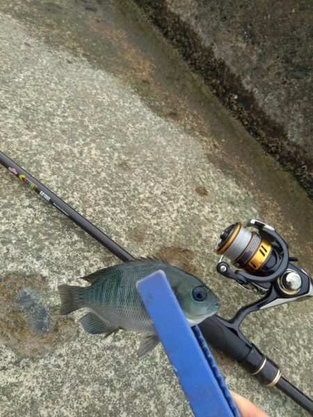 ジグたんゲーム十目！