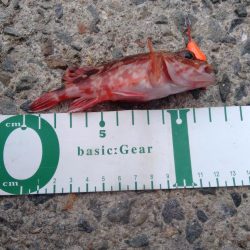 エビでコブダイ小