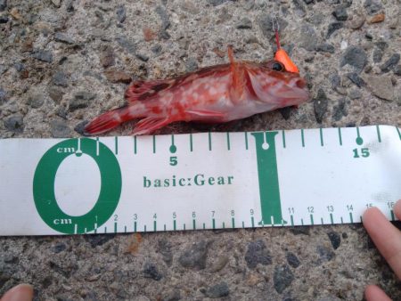 エビでコブダイ小