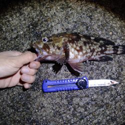 サビキとハマチ