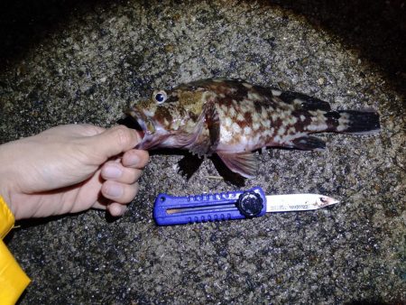 サビキとハマチ