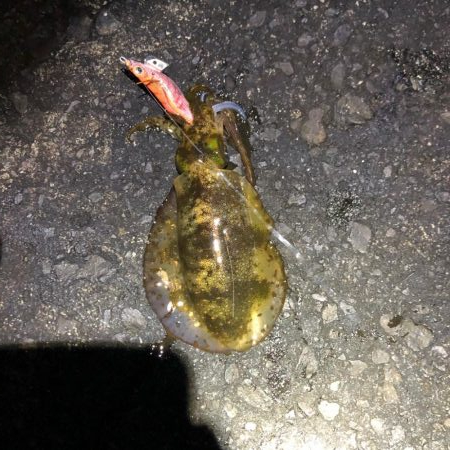 2020 佐渡ヶ島エギング 33回目