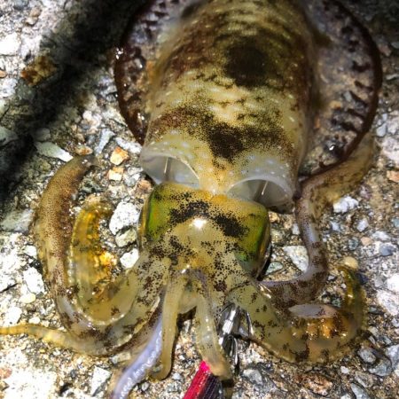 2020 佐渡ヶ島エギング 35回目