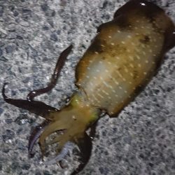 アオリ&青物釣行