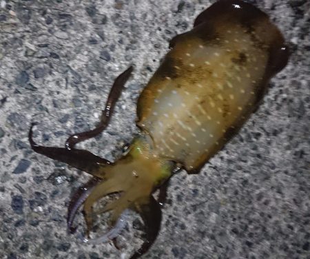 アオリ&青物釣行