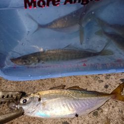 アジングピーク突入