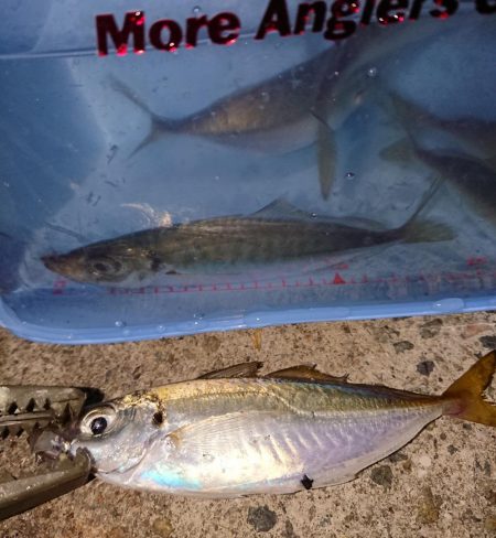 アジングピーク突入