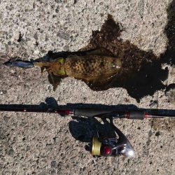 だいぶ大きくなりました!