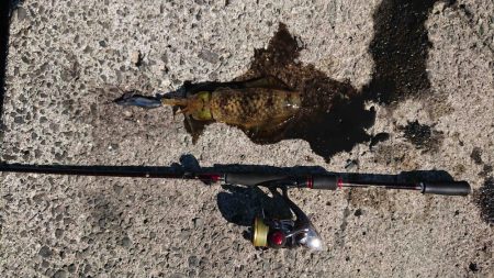 だいぶ大きくなりました!