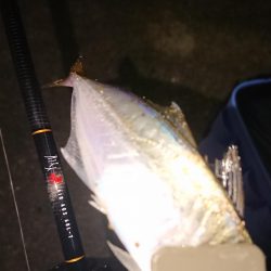 またまたアジング