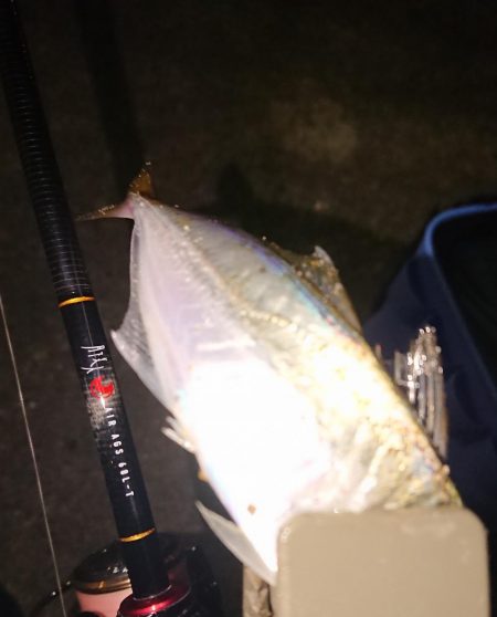 またまたアジング