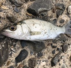 深夜から朝にかけて堤防釣り