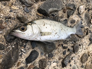 深夜から朝にかけて堤防釣り
