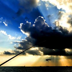 南港にタチウオ調査