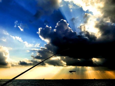 南港にタチウオ調査