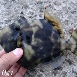 西浦でも日没直後にデカアジ入れ食い!