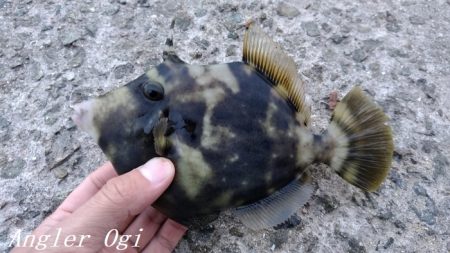 西浦でも日没直後にデカアジ入れ食い!