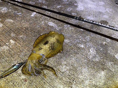 瀬戸内の島アジング・エギング・ショアジギング