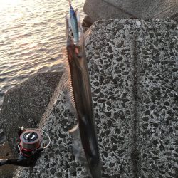 エギングロッドでショアジギング。ハマチにタチウオ