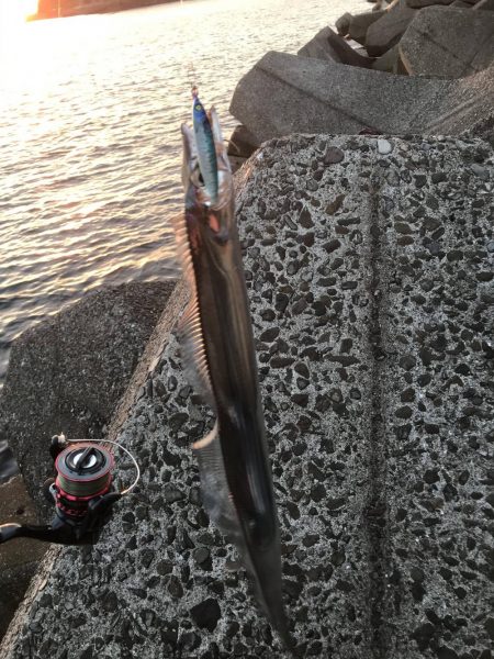 エギングロッドでショアジギング。ハマチにタチウオ