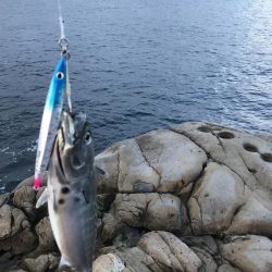 【青物】ショアジギングでカンパチ釣果