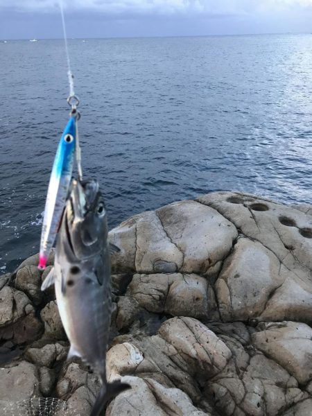 【青物】ショアジギングでカンパチ釣果