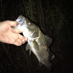 シーバス釣りパート2