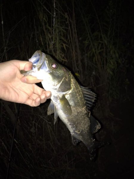 シーバス釣りパート2