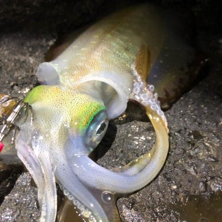 佐渡ヶ島エギング 32回目