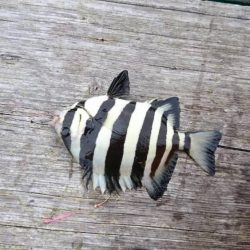 久しぶりの日本海 イカ狙い はとう渡船