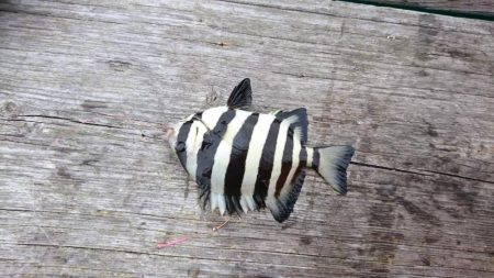 久しぶりの日本海 イカ狙い はとう渡船