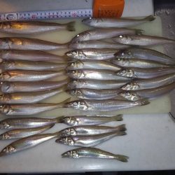 久々に活性が上がった播磨新島のキス