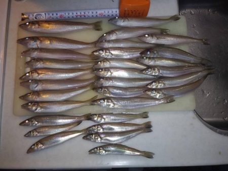 久々に活性が上がった播磨新島のキス