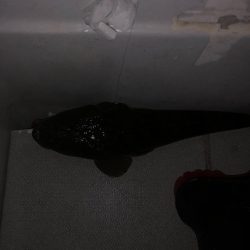 夜のボートシーバス